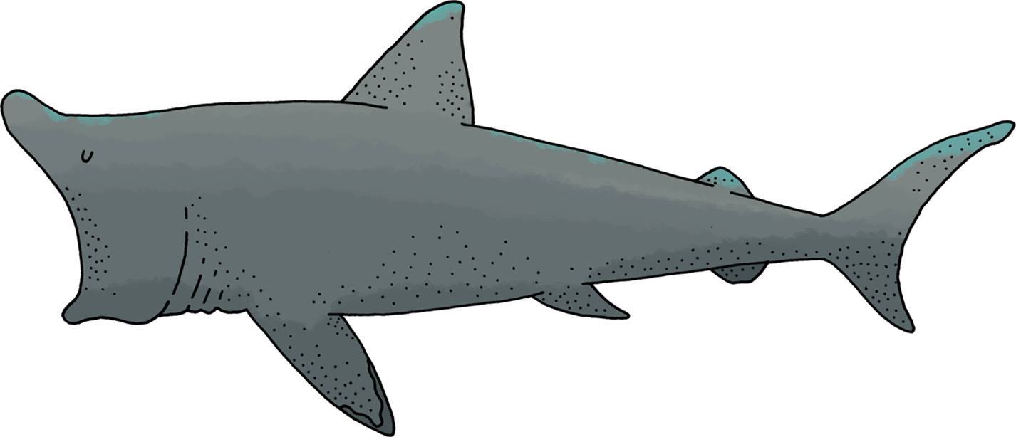 Brugde med stor munn