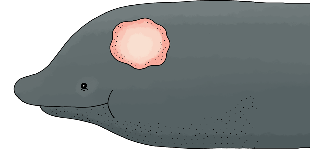 Kjempestor brugde med liten hjerne