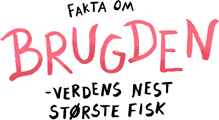 Fakta om: Brugden - Verdens nest største fisk